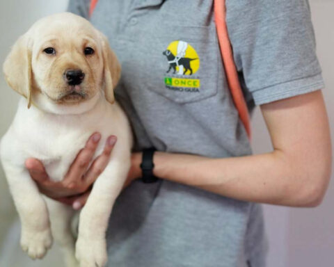 Uno de los cachorros de la Fundación Once del Perro Guía. Foto: prensa.