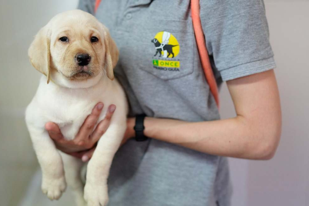 Uno de los cachorros de la Fundación Once del Perro Guía. Foto: prensa.