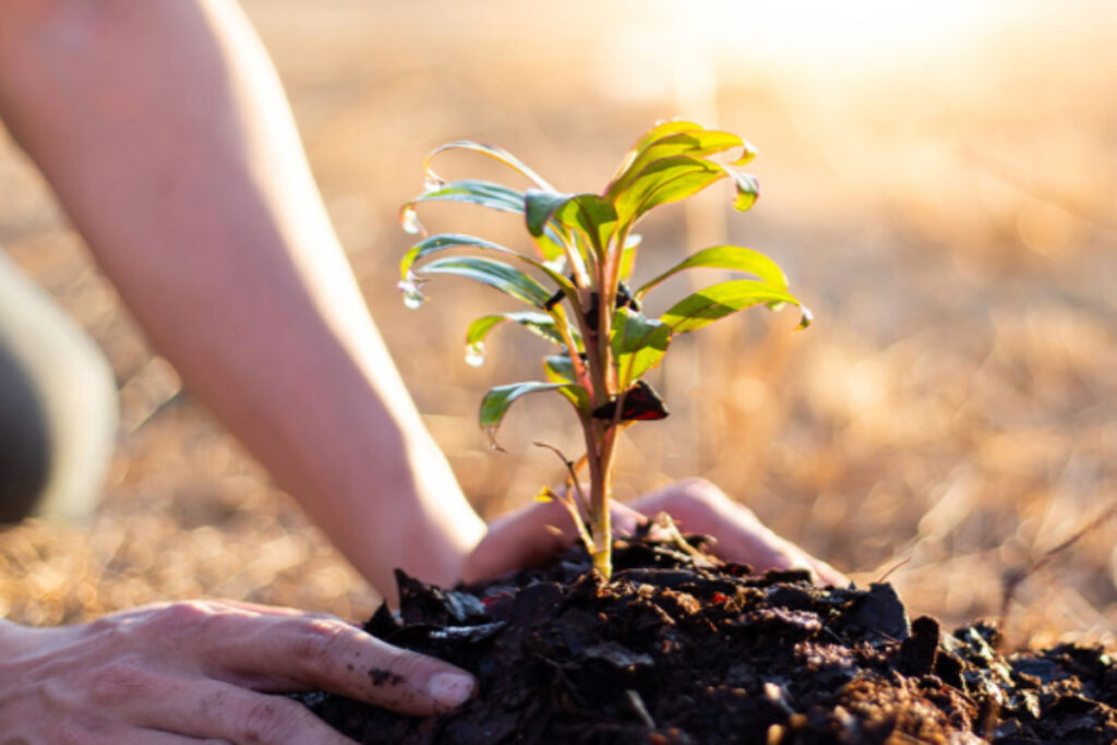 En julio de 2025, la compañía EET ha alcanzado ya la cifra de 1.820.000 árboles plantados. Foto: prensa.