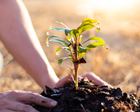 En julio de 2025, la compañía EET ha alcanzado ya la cifra de 1.820.000 árboles plantados. Foto: prensa.