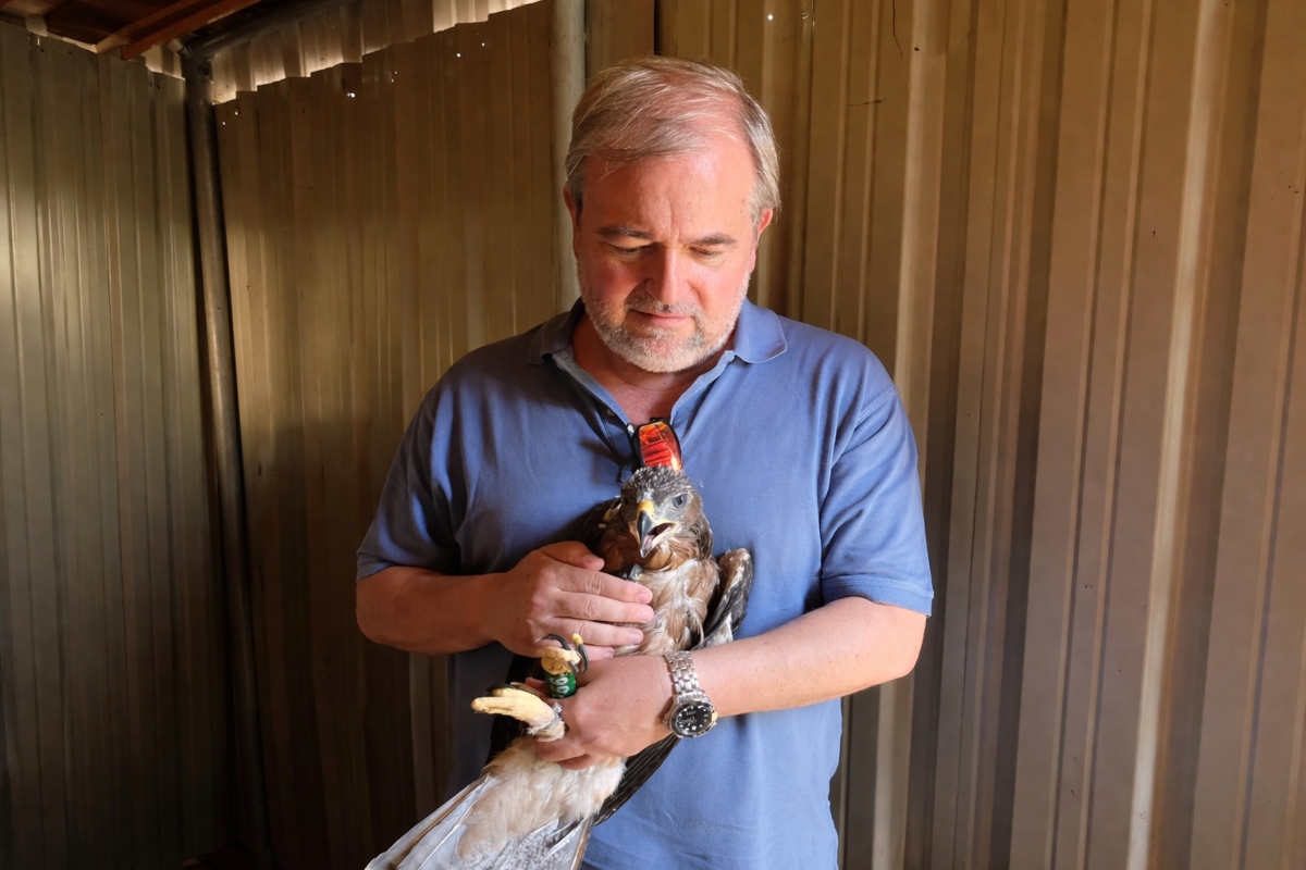 Redeia y GREFA colaboran desde hace más de 25 años en distintos proyectos de estudio, protección y recuperación de la avifauna.