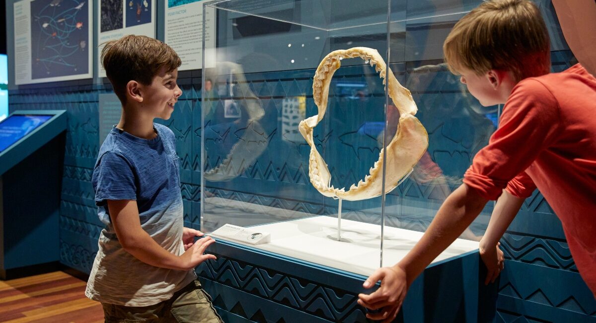 La muestra sobre tiburones que está incluida en la programación del el Museo de la Ciencia CosmoCaixa.