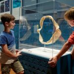 La muestra sobre tiburones que está incluida en la programación del el Museo de la Ciencia CosmoCaixa.