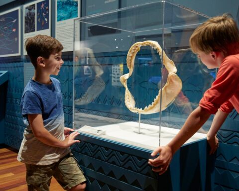 La muestra sobre tiburones que está incluida en la programación del el Museo de la Ciencia CosmoCaixa.