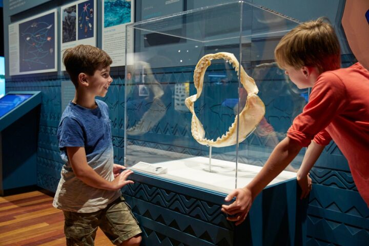 La muestra sobre tiburones que está incluida en la programación del el Museo de la Ciencia CosmoCaixa.